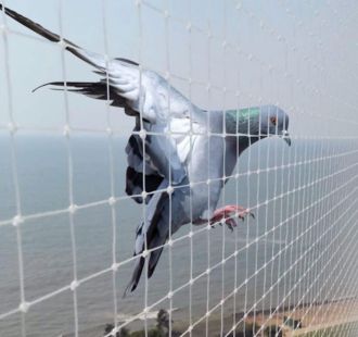 Pigeon Safety Net