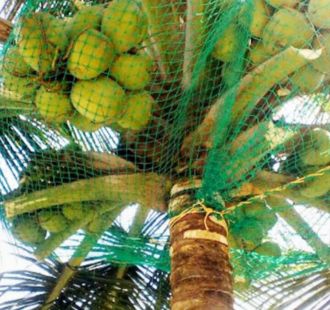 Coconut tree safety net installation