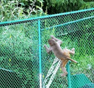 Balcony monkey protection net