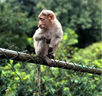 Window monkey barrier net