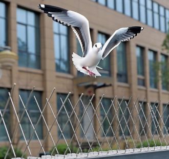 Pigeon Safety Net