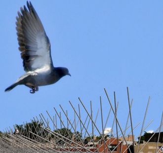 Window sill bird deterrent spikes